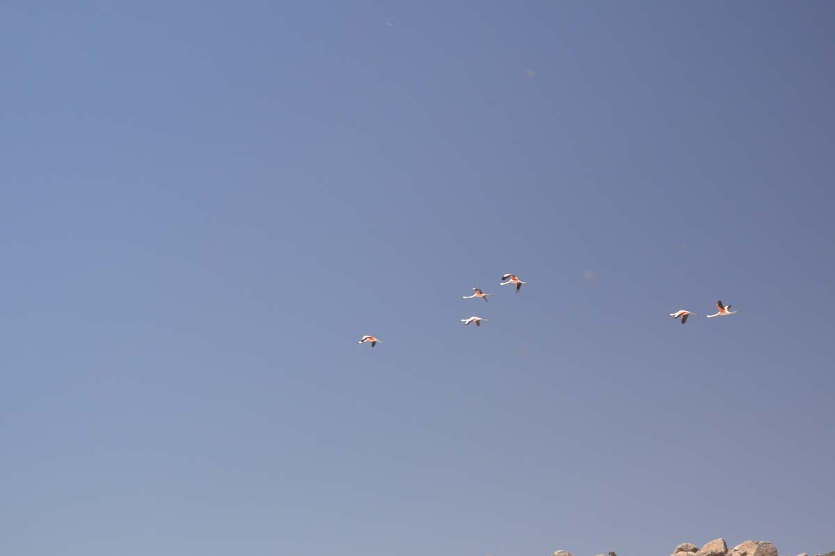 _DSC0379